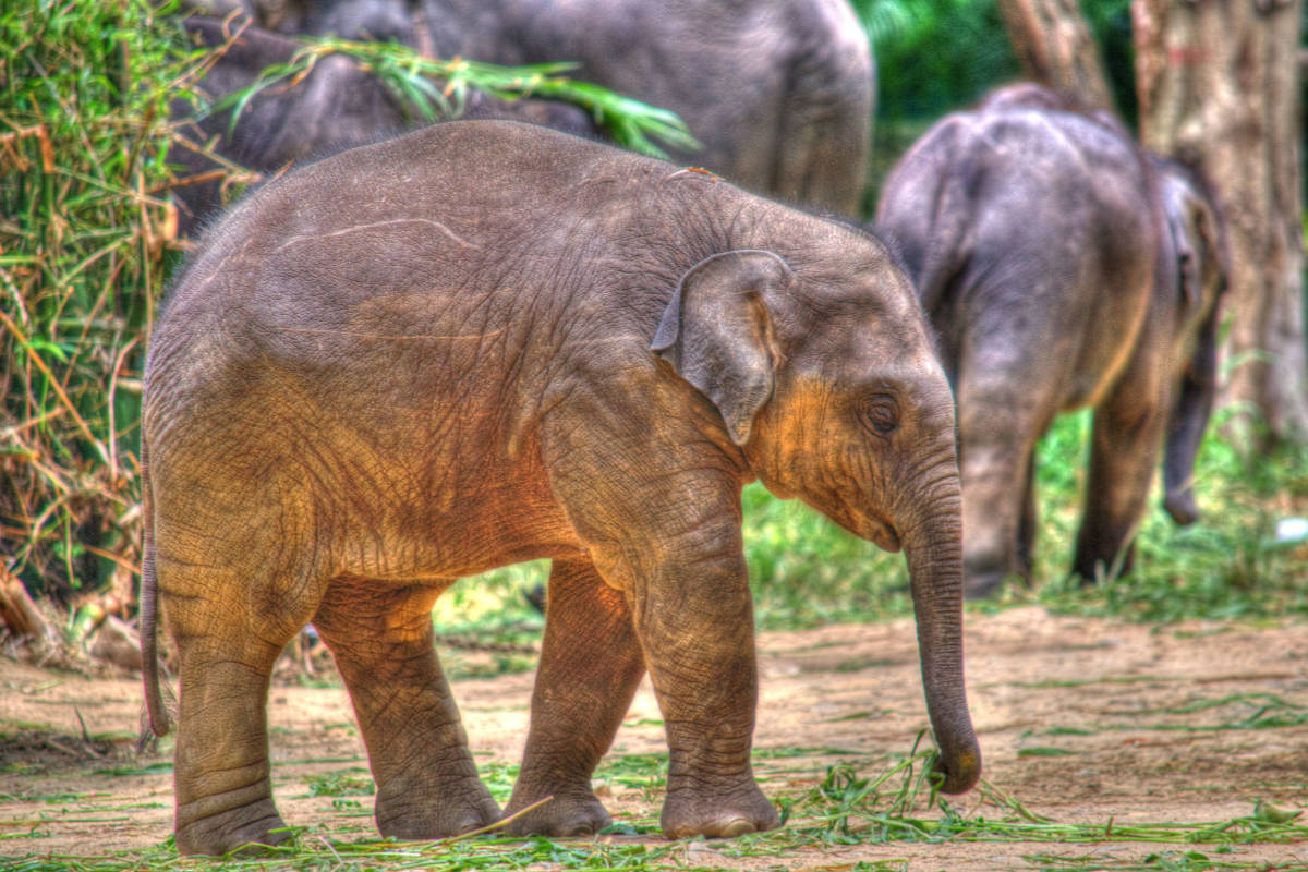 Baby Elephant at the Bannerghatta National Park (Bangalore))